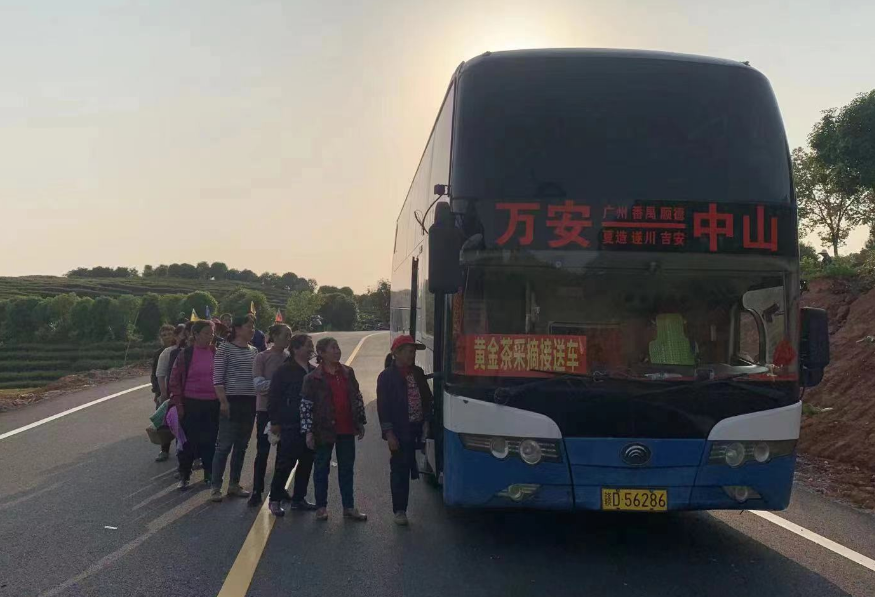 吉安長運(yùn):開通采茶專線 助力茶農(nóng)追光